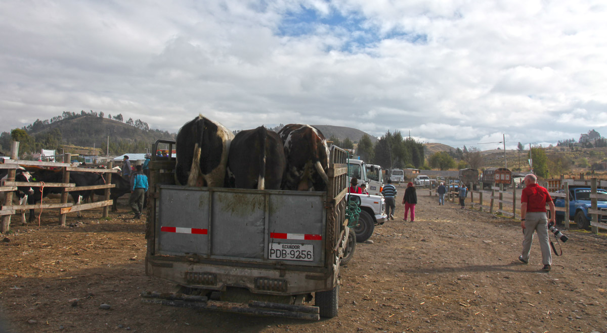 Veemarkt in Riobamba